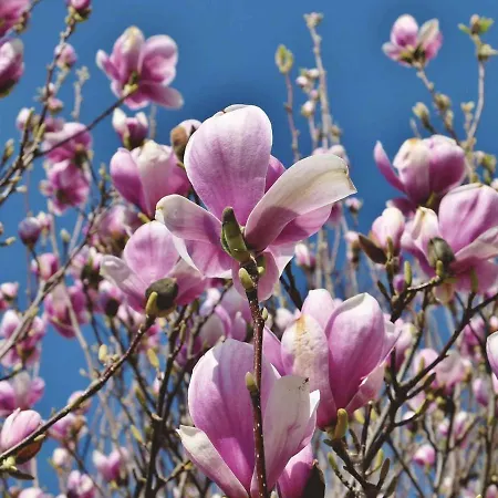 In - Balaton 44881 Apartamento *