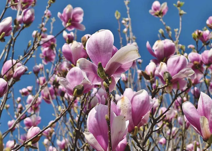 In - Balaton 44881 アパート *